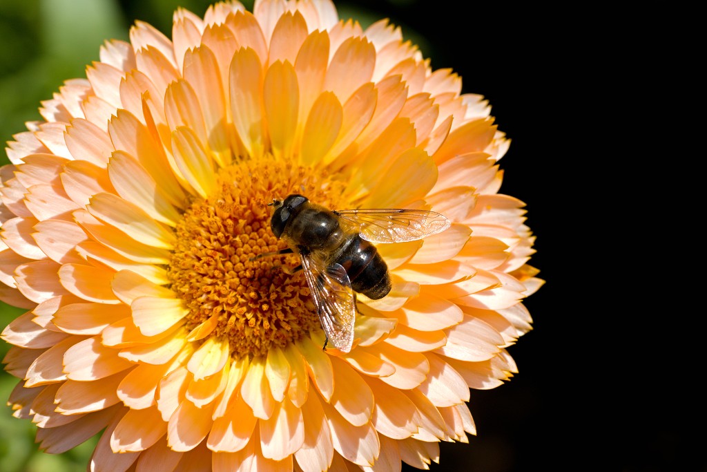 Eristalis tenax Blinde insect insecten kever kevers tor torren spin spinnen wesp wespen bij bijen sprinkhaan sprinkhanen vlieg vliegen mug muggen